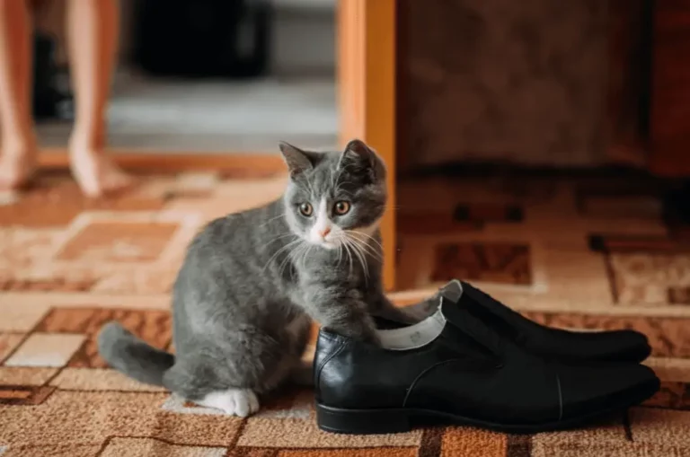 Cat Wearing Shoes
