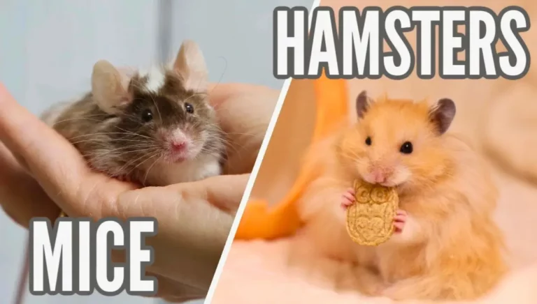 Mice and Hamster