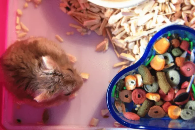 hamster eat cheerios
