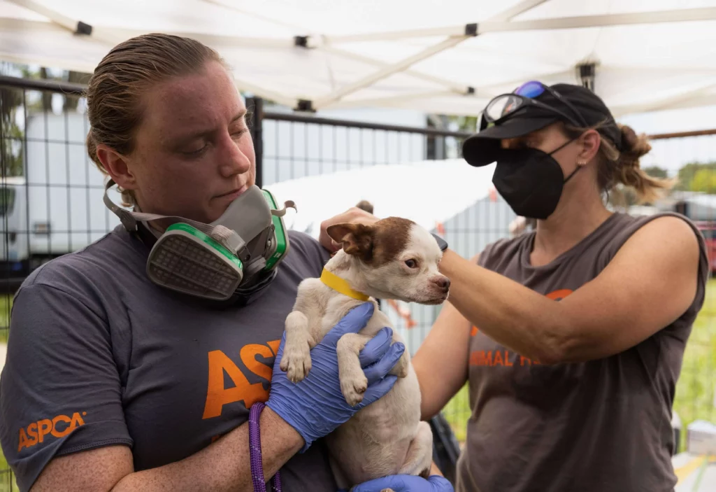 How Much Of ASPCA Donations Go To Animals?