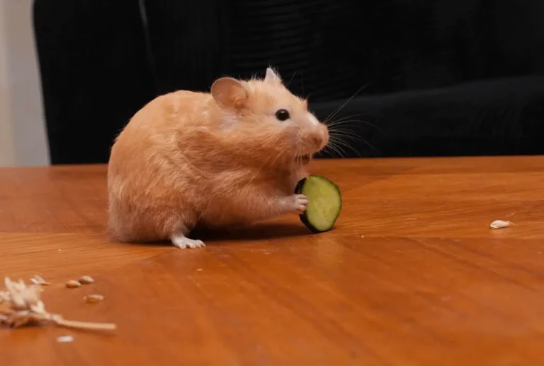 Hamsters Eat Cucumber