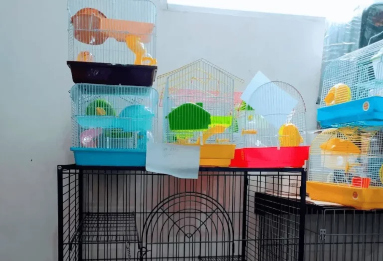 Big Hamster Cages
