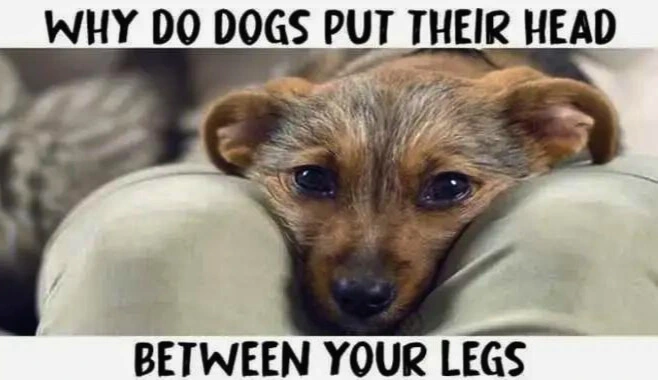 Why Do Dogs Put Their Head Between Your Legs?