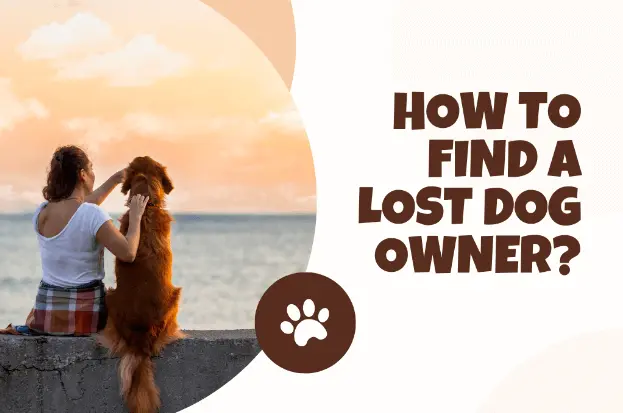 How to find a lost dog owner?